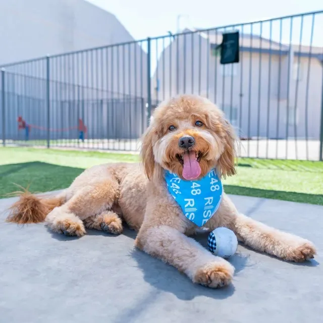 A goldendoodle wearing a Rise48 bandana, resting in a community dog park.